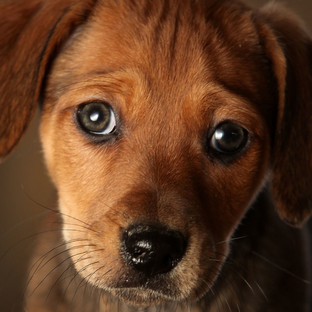 Meet your Posher, Bruce